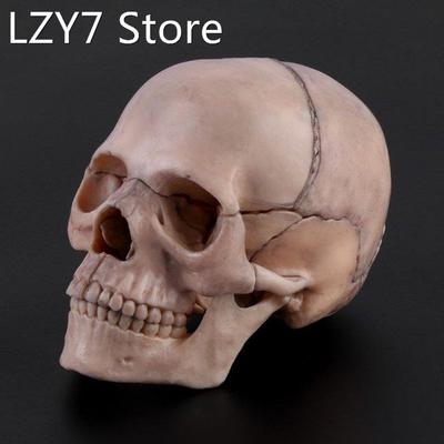 15pcs/set 4D Disassembled Skull Anatomical Model Detachable