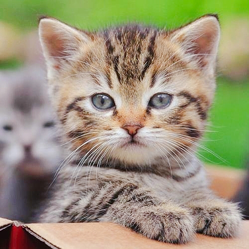 网红小狸花猫橘猫虎斑猫幼崽长毛狸白橘白纯白纯黑田园猫幼猫活体