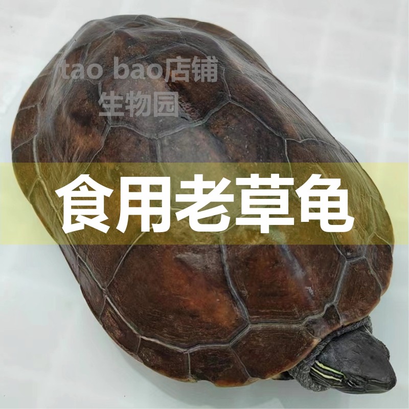食用老草龟食用乌龟活物食用龟中华草龟可食用花杂草龟中国草龟