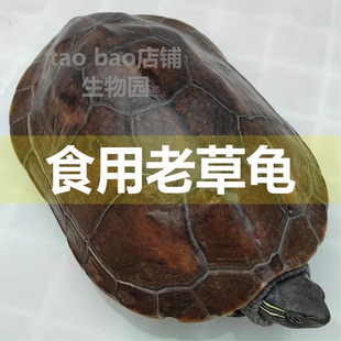 食用老草龟食用乌龟活物食用龟中华草龟可食用花杂草龟中国草龟