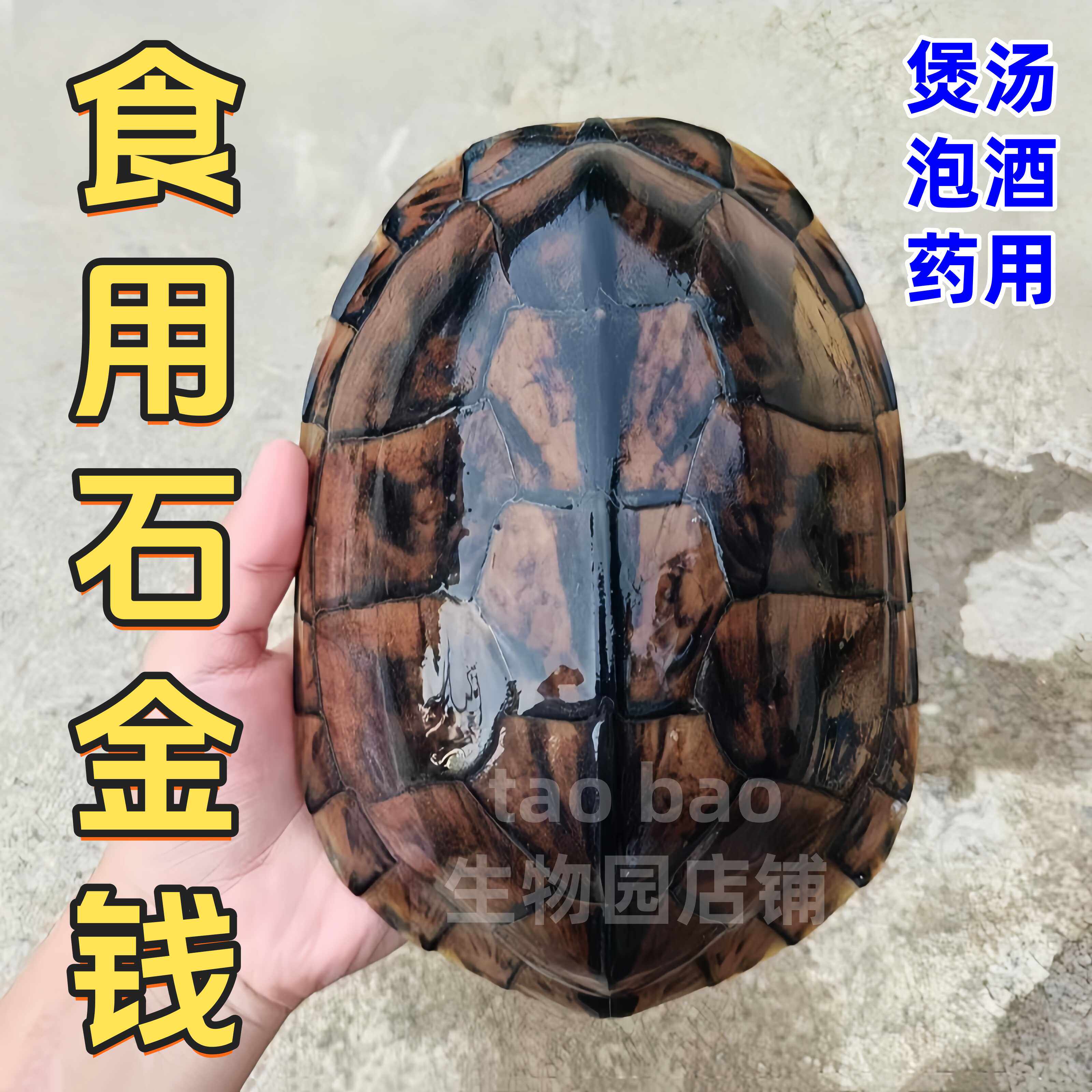 食用石金钱大龟鲜活煲汤龟食用乌龟活物食用草龟泡酒药引滋补养身