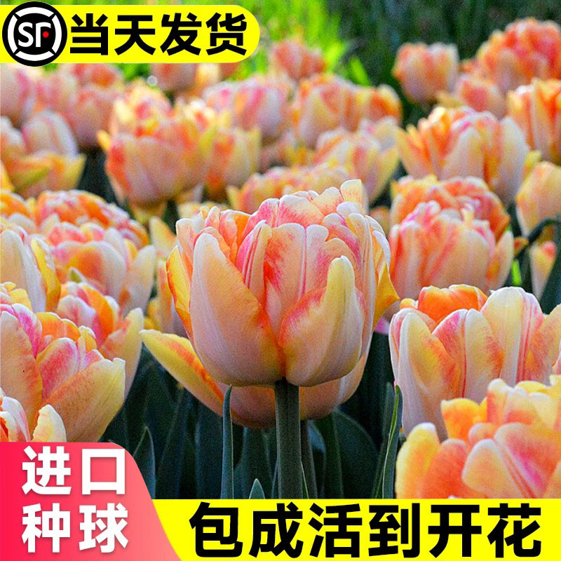 郁金香重瓣大球四季盆栽好养活