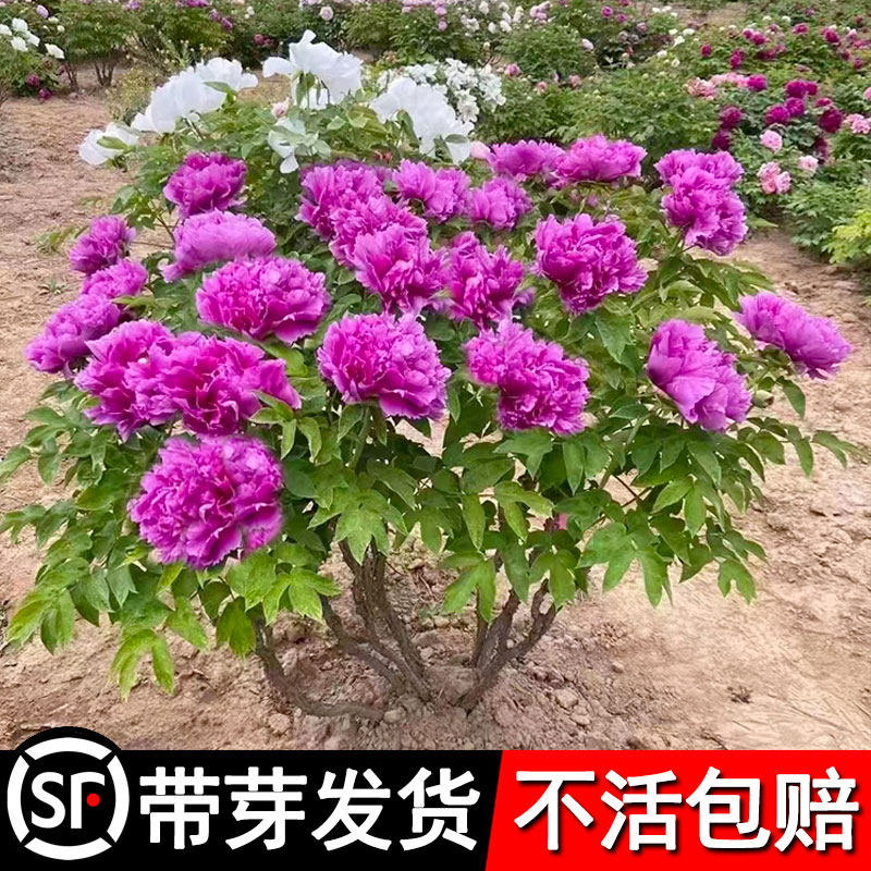 牡丹花苗盆栽洛阳正宗带花苞牡丹大苗花种缠枝重瓣花卉牡丹花树苗