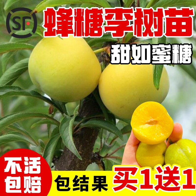 蜂糖李子树苗嫁接特大晚熟脱光青脆西梅李子苗南北方种植果树果苗