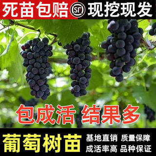 葡萄苖阳光玫瑰蓝宝石盆栽庭院爬藤南方北方种植巨峰无籽葡萄树苗