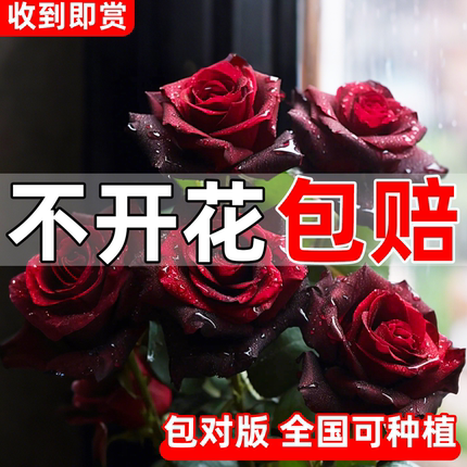 黑巴克玫瑰花树苗老桩月季花苗浓香大花带花苞特大号盆栽月季盆栽