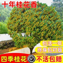 桂花树苗大树八月桂花浓香四季桂盆栽庭院别墅地栽南北方耐寒花卉