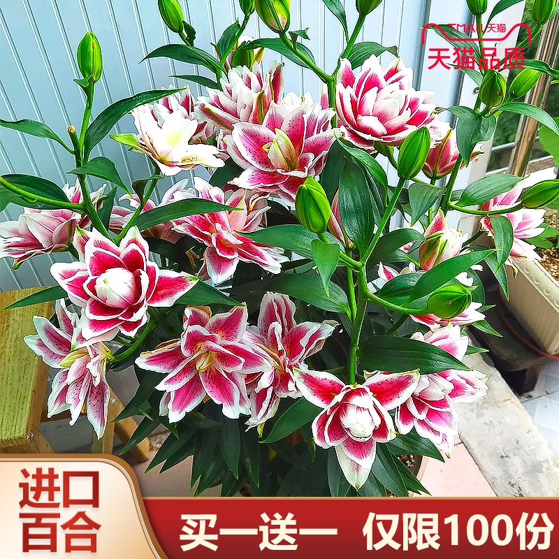 重瓣百合种球多季开花
