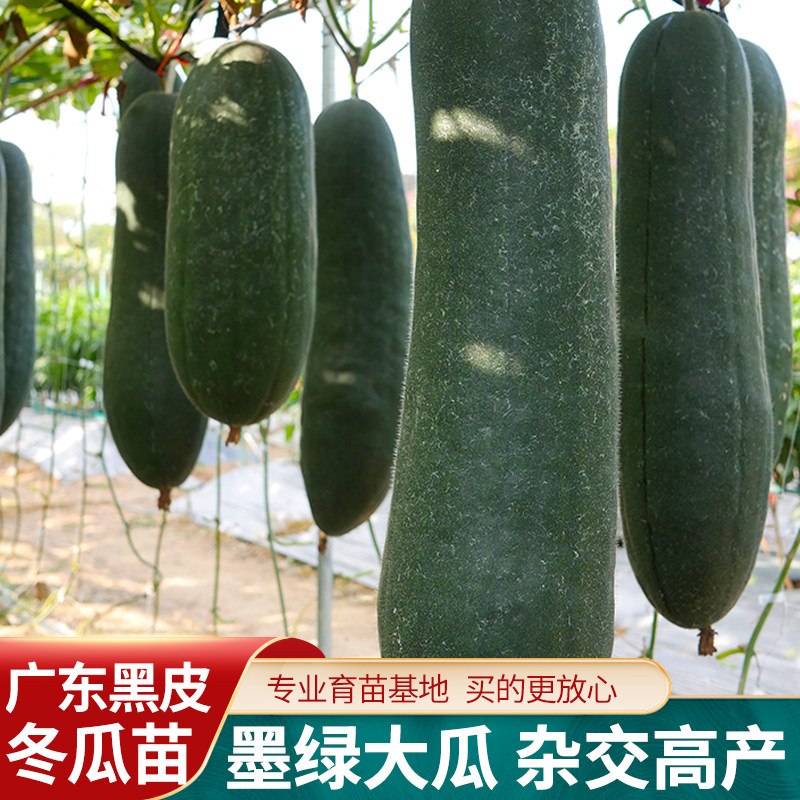 广东黑皮大冬瓜种子种籽苗特大菜东瓜蔬菜孑秧苗四季小香芋秧大全