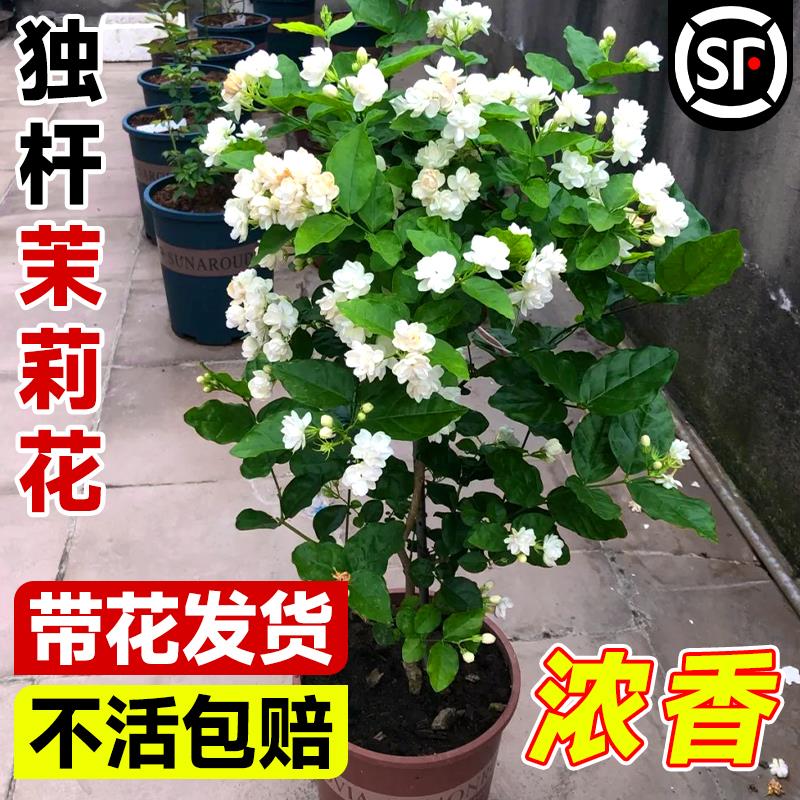独杆虎头茉莉花苗盆栽四季