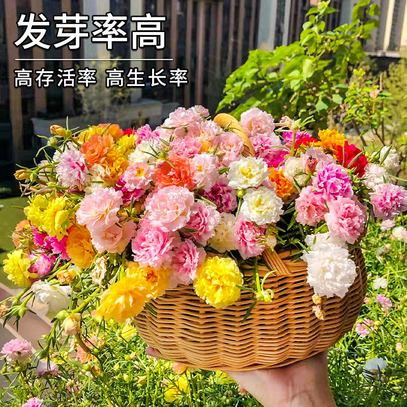 重瓣太阳花花种子适合四季种的花种子室内花籽花卉易活太阳花种籽
