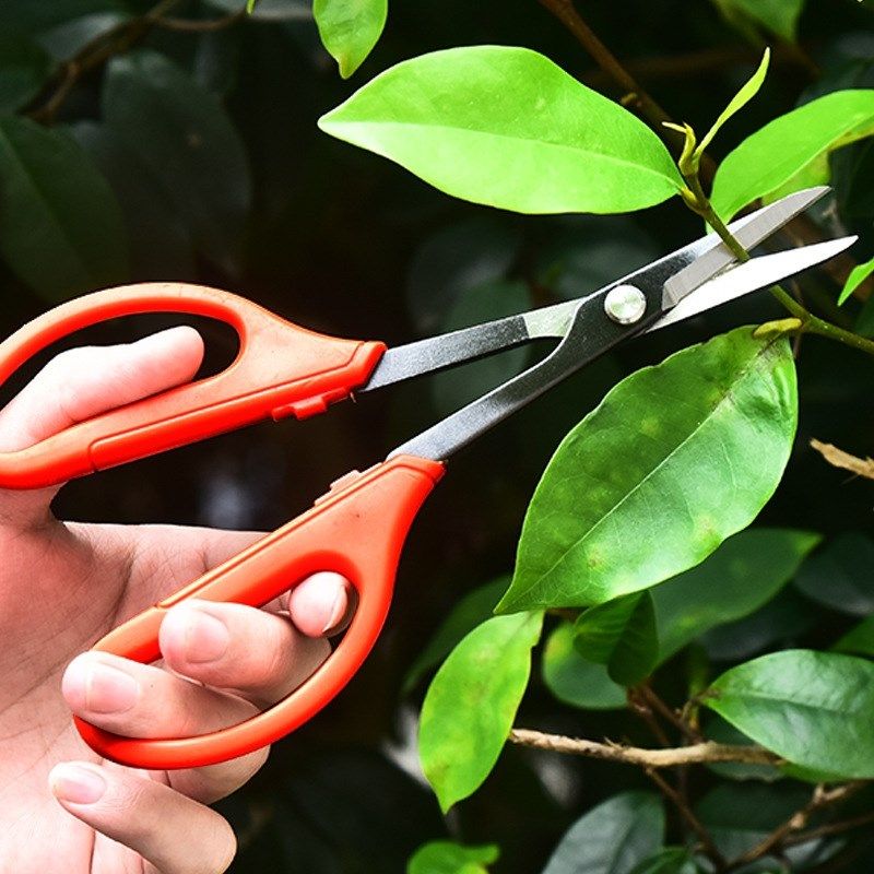 叶芽剪盆景专用剪刀花艺插花园艺修剪疏果剪花椒采摘嫩枝造型工具,个性定制/设计服务/DIY,明信片定制,淘宝优惠券,粉丝福利购,淘宝优惠卷