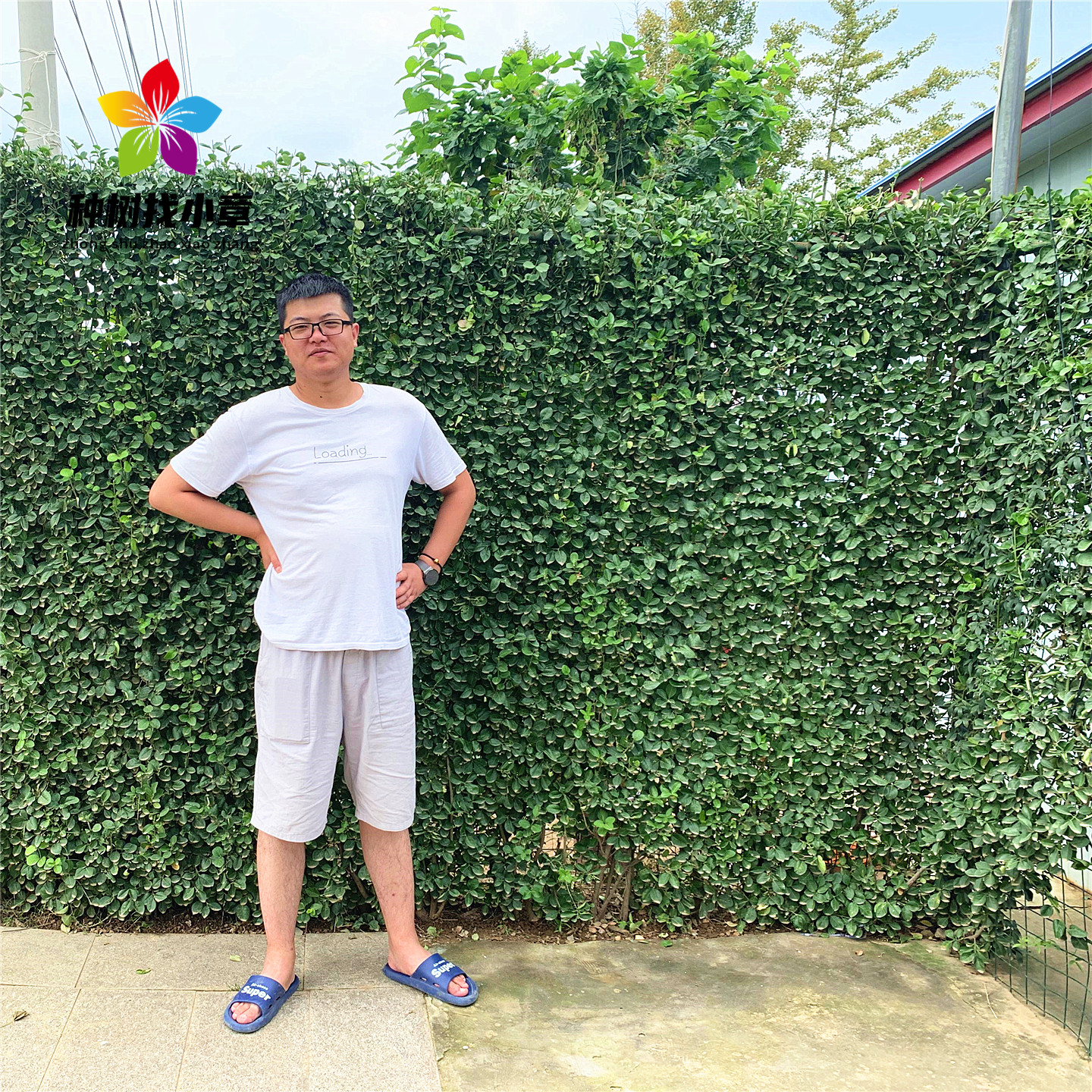 北海道黄杨庭院四季常青绿化树苗