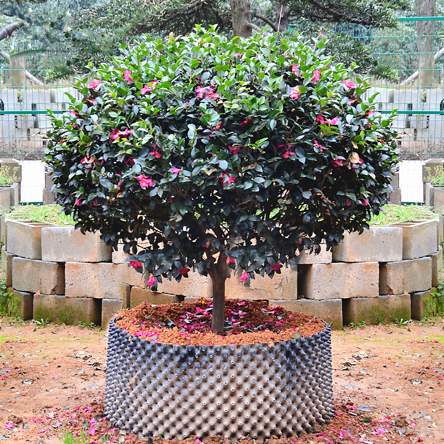 茶梅球庭院常青绿化风景花镜植物