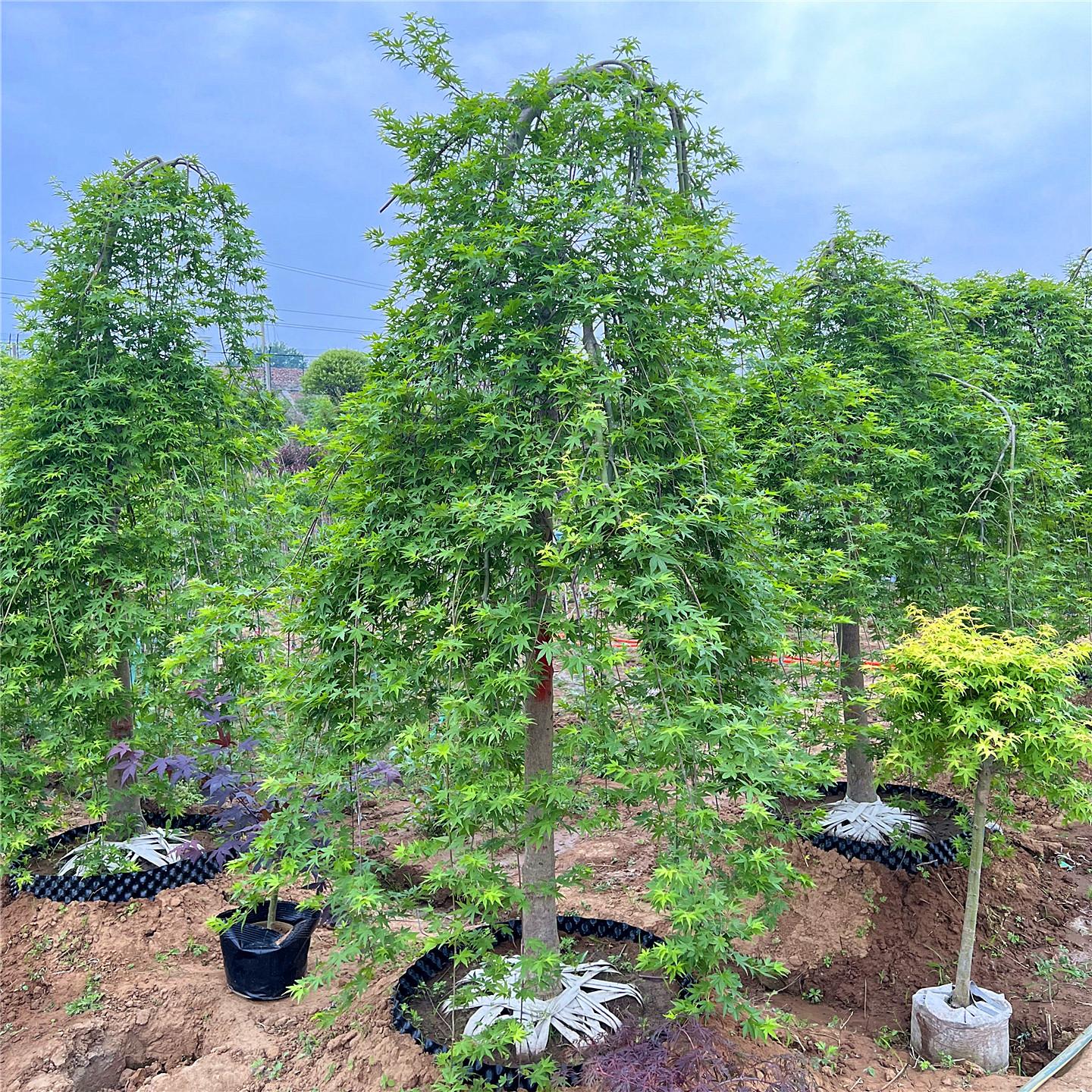 流泉枫绿植盆栽庭院垂枝瀑布风景红枫禅意老桩造型黄金流泉枫树苗