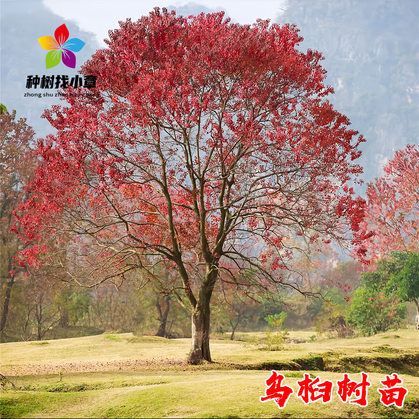 乌桕树庭院耐寒行道绿化风景树苗