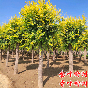 榆树苗白榔榆垂榆钱小苗庭院园林耐寒绿化彩叶风景大树金叶榆树苗