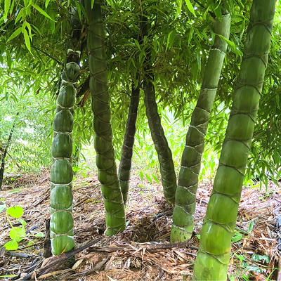 龙鳞竹树苗庭院常青绿化风景树苗