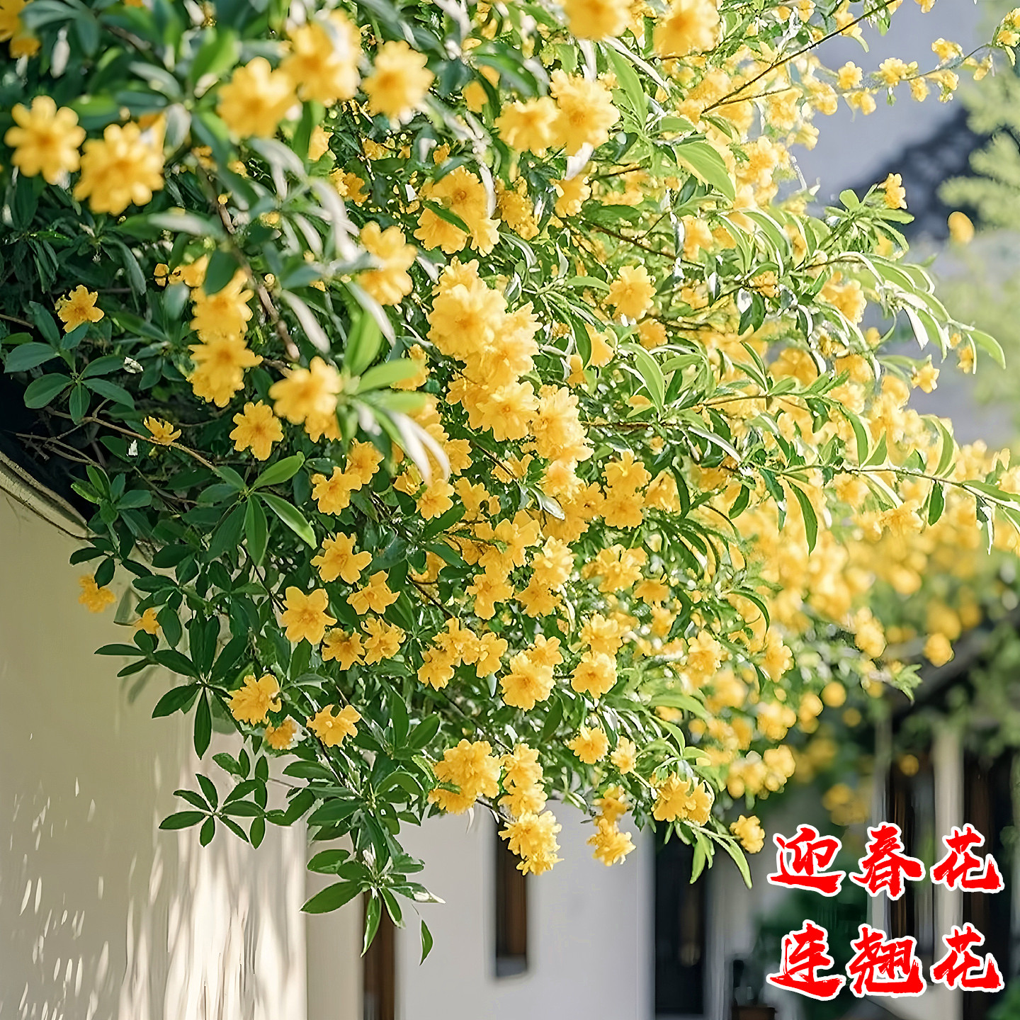 迎春花树苗庭院耐寒盆栽风景树苗