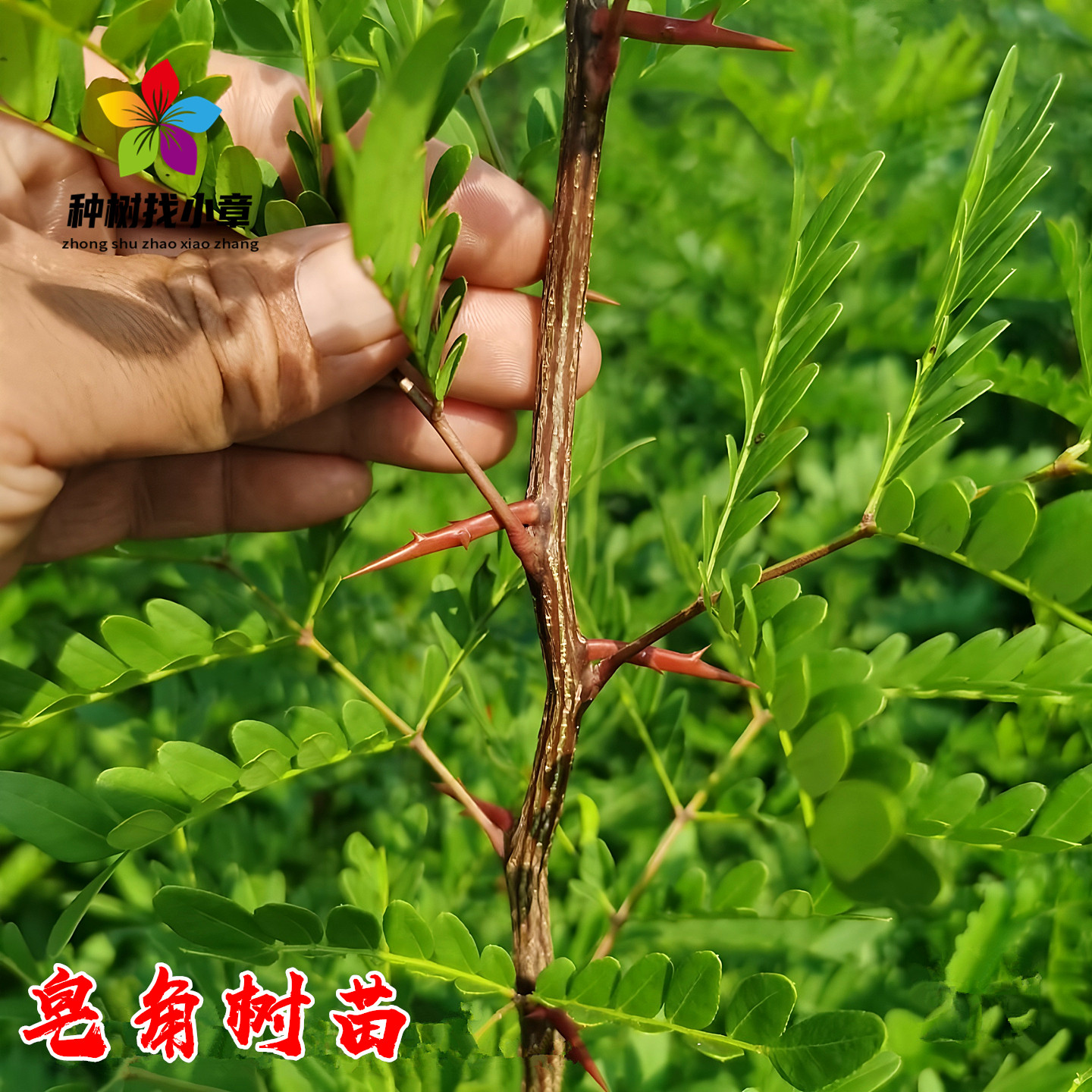 皂角树苗庭院耐寒绿化造刺篱笆树