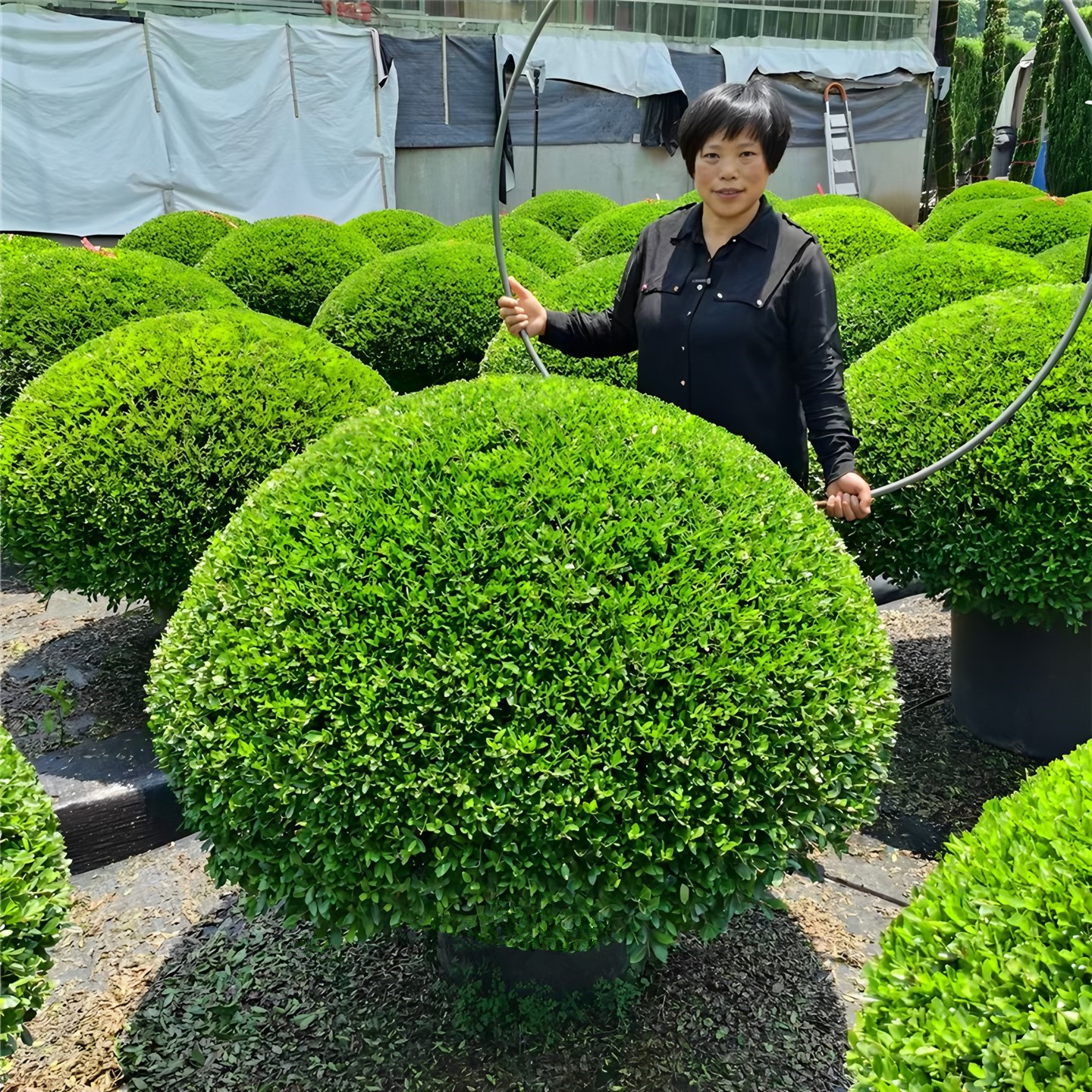 冬青先令球别墅庭院耐寒四季常青绿化风景树盆栽冬青先令一直圆满