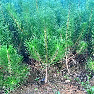 黑松树苗四季常青绿化造型风景树