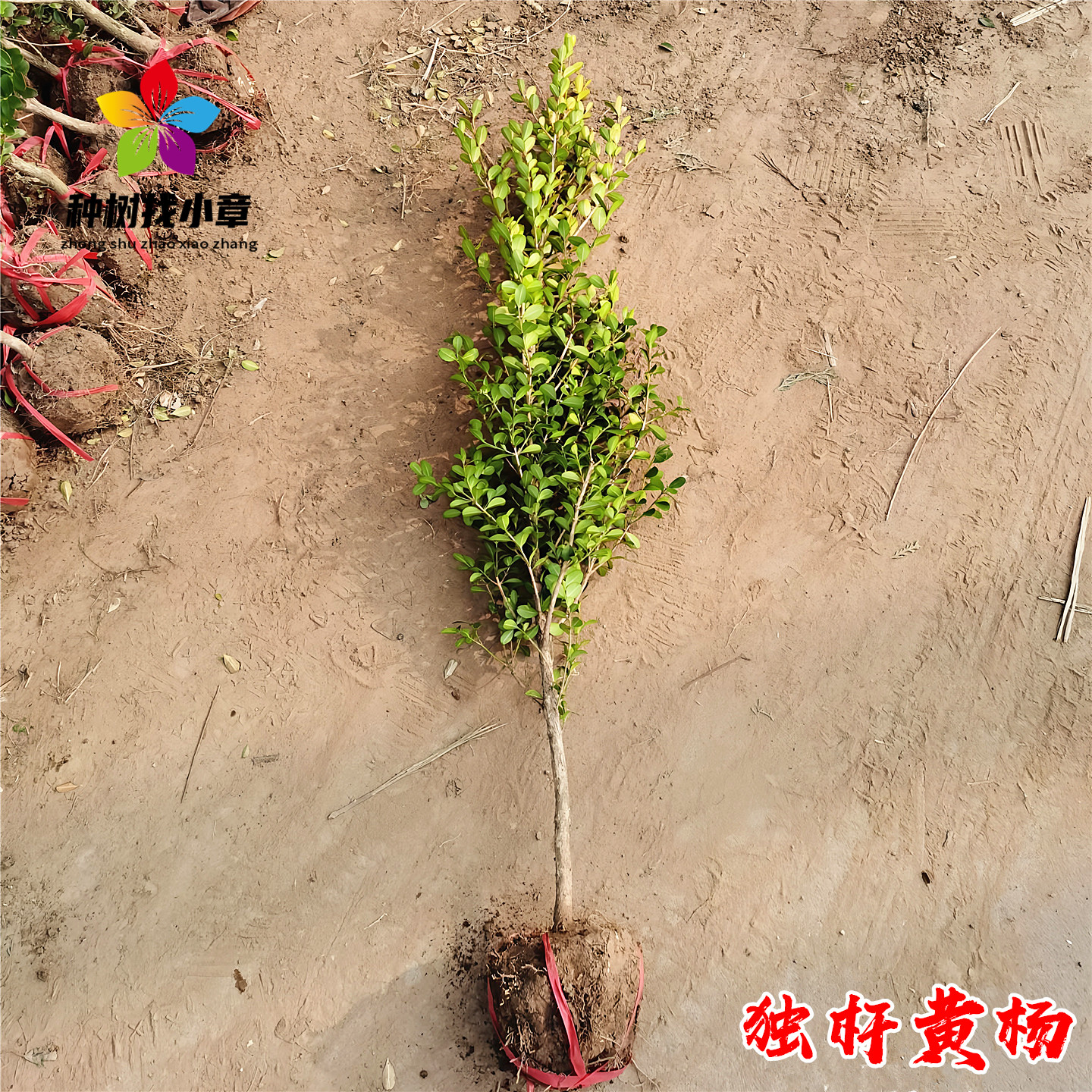 黄杨树苗庭院耐寒四季常青风景树
