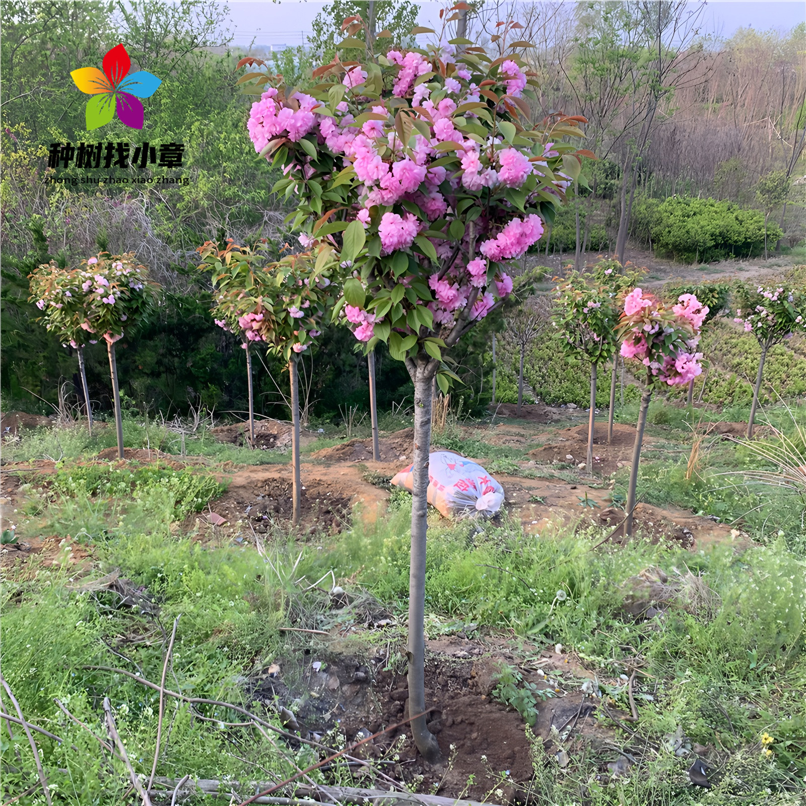 樱花树苗庭院耐寒绿化风景大树苗