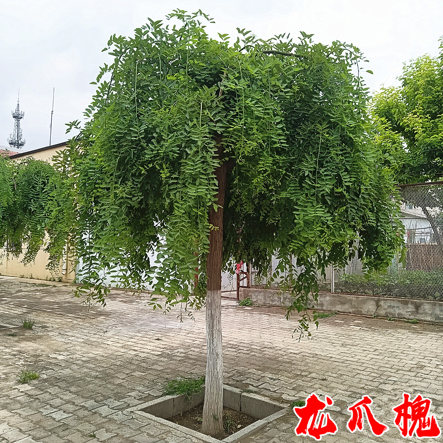 龙爪槐造型树苗庭院园林行道耐寒绿化造景风景大树嫁接垂枝槐树苗