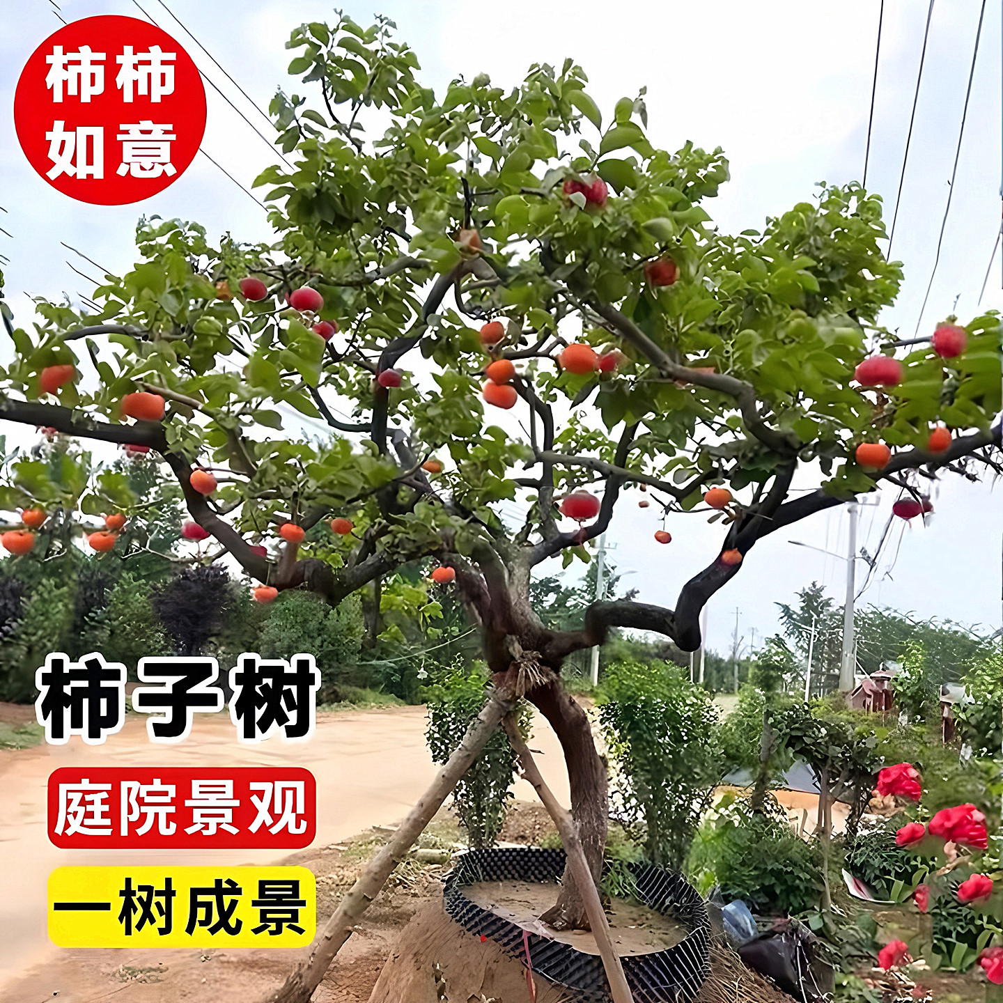 造型柿子树当年结果绿化风景树苗