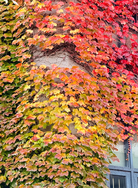 爬山虎苗盆栽五叶地锦庭院耐寒爬藤攀援绿化风景植物三叶爬墙虎苗