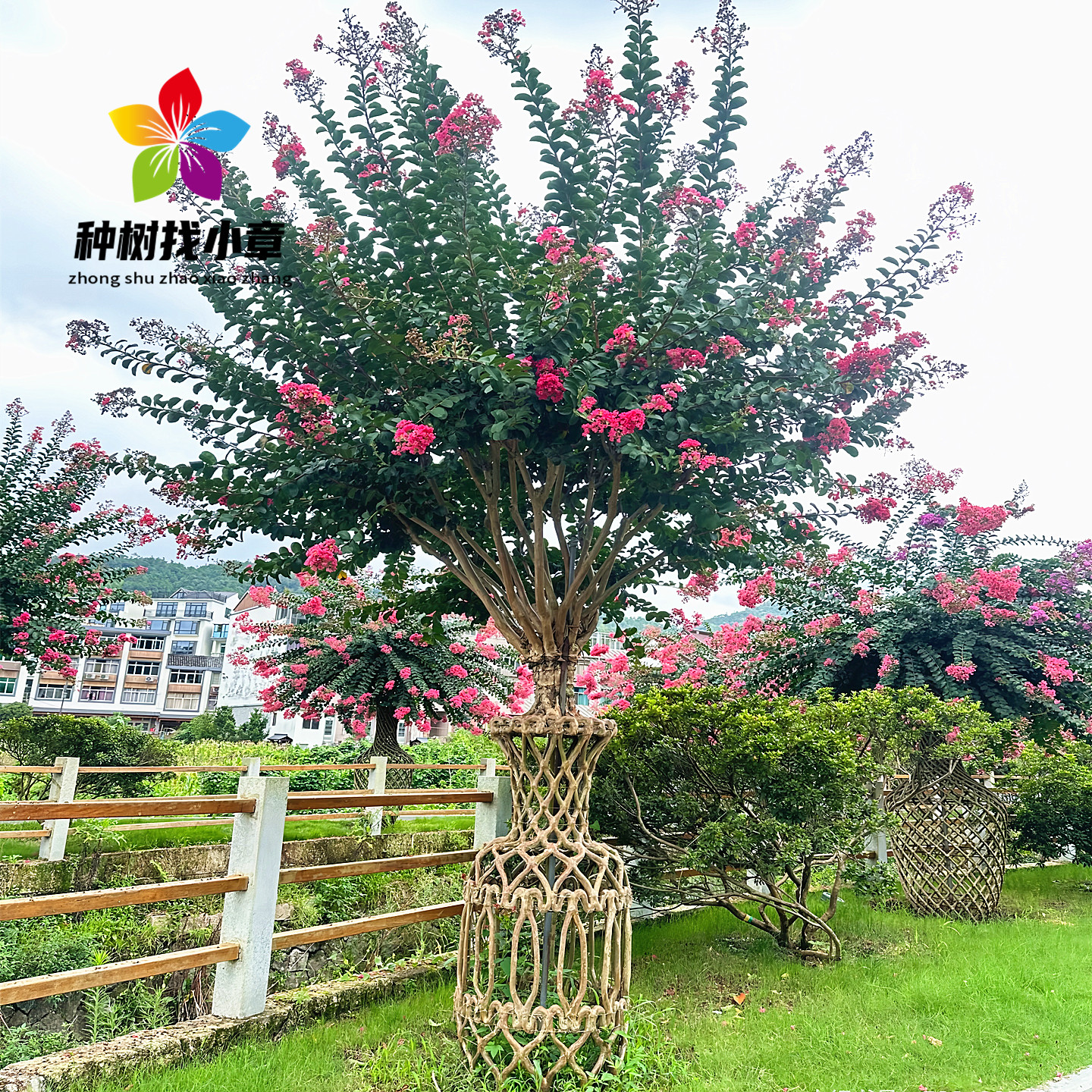 紫薇花瓶庭院园林造型风景紫薇树