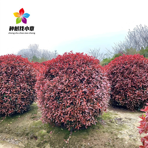 红叶石楠树苗火焰石楠小苗庭院园林耐寒四季常青篱笆墙红叶石楠球