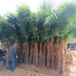 棕榈树苗别墅庭院大型耐寒四季常青绿化风景植物扇子树热带棕树苗