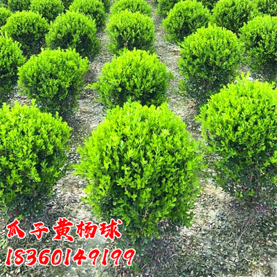 瓜子黄杨球四季常青绿化篱笆植物