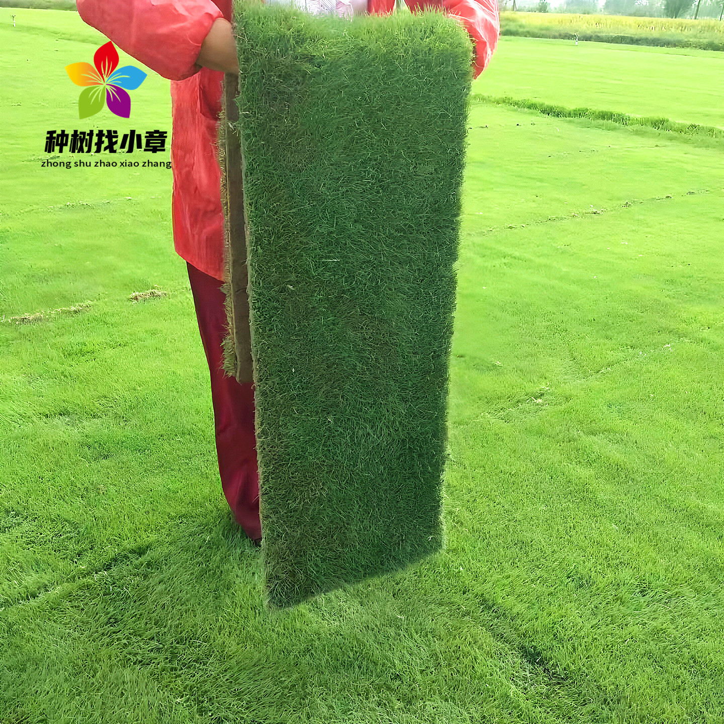 真草坪草皮带泥土庭院耐寒四季常青绿化植物果岭草马尼拉草坪种子