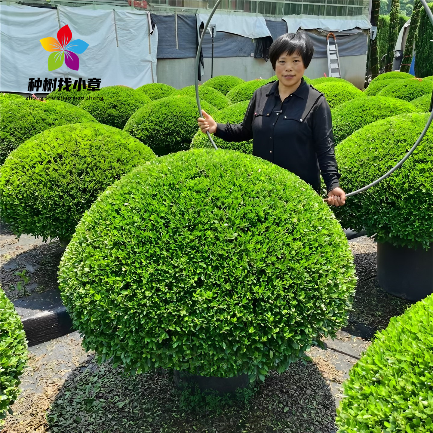 冬青先令球庭院常青绿化风景树苗