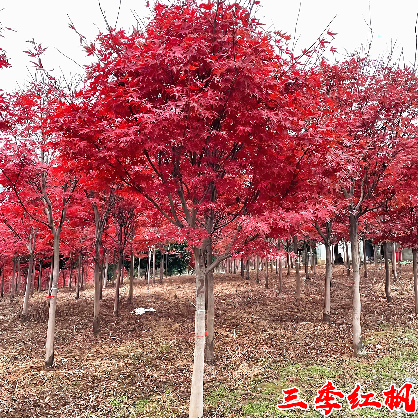 三季红枫树庭院彩叶耐寒风景树苗
