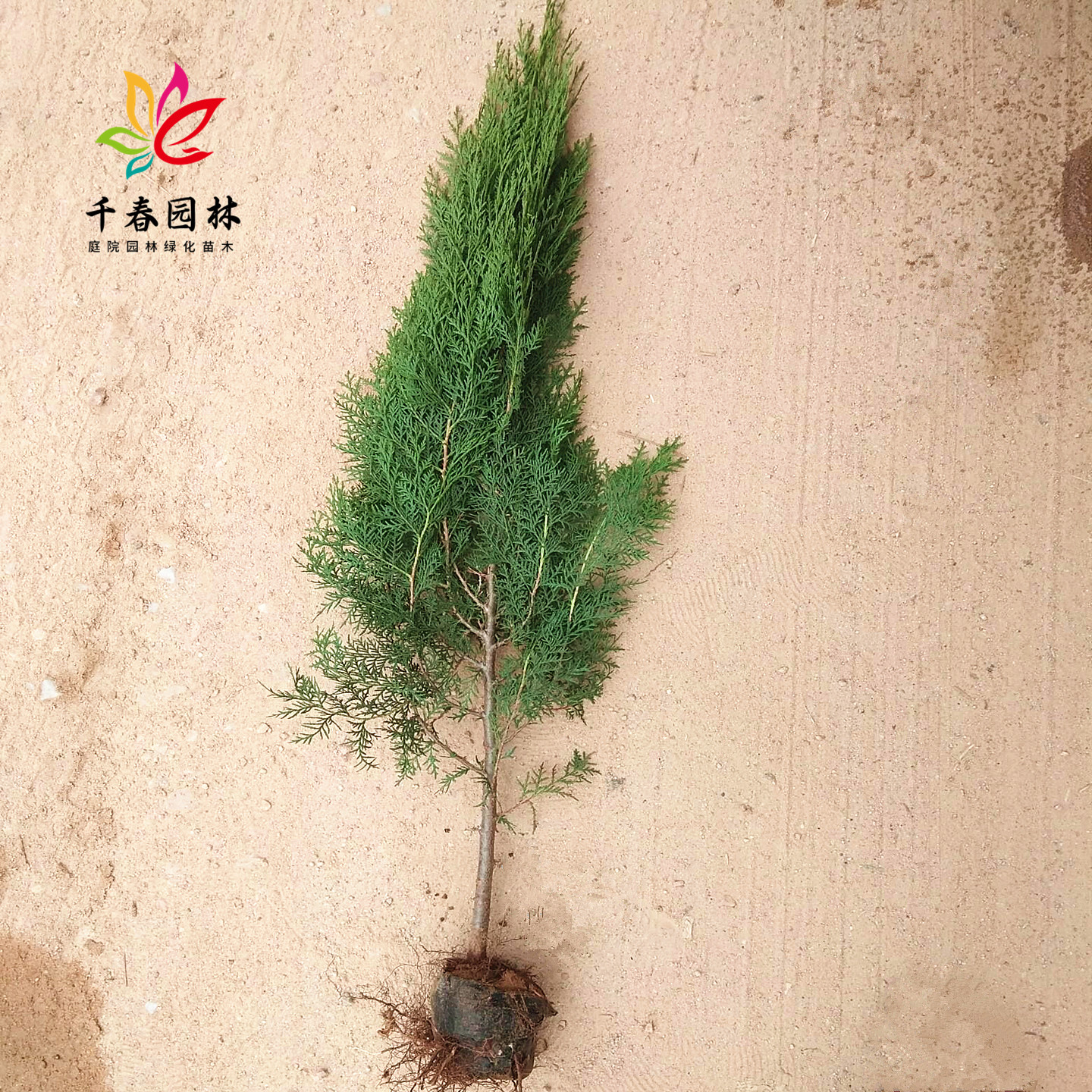 侧柏四季常青耐寒绿化篱笆风景树