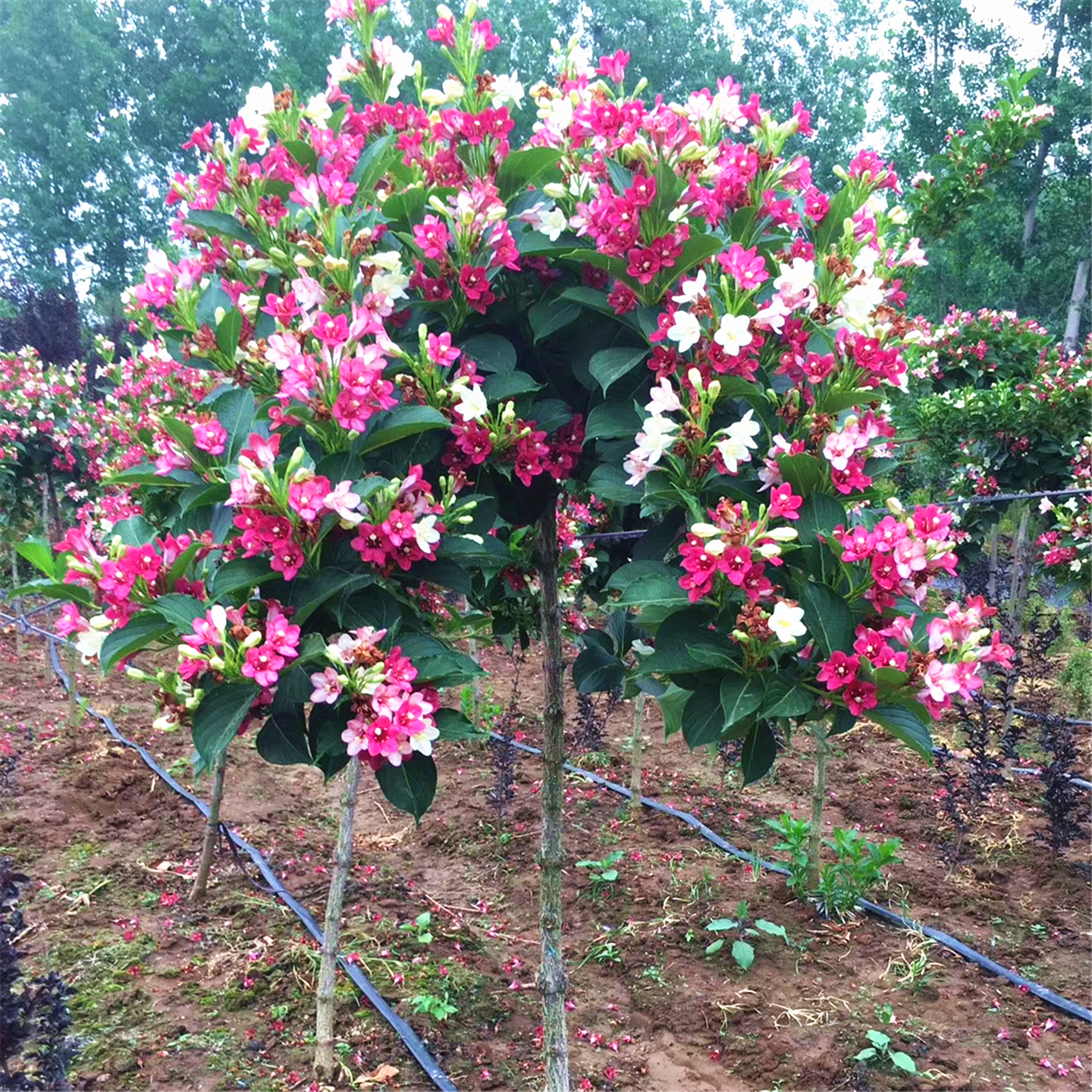 五彩锦带夏季开花爆满耐寒风景树