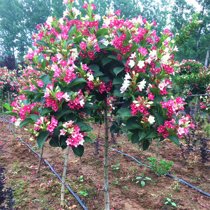 五彩锦带花树苗盆栽锦带小苗庭院大型耐寒风景树高杆五彩锦带树苗