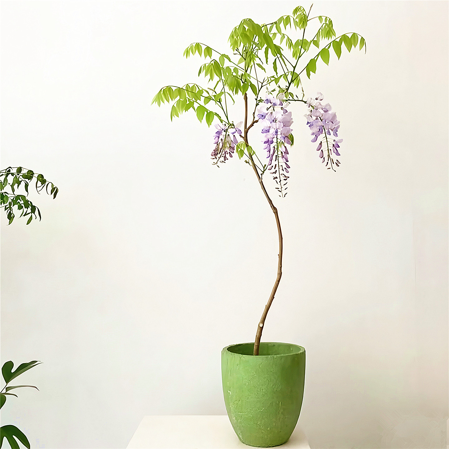 紫藤花树苗庭院园林耐寒绿化风景树爬藤攀援花卉盆栽多花紫藤小苗