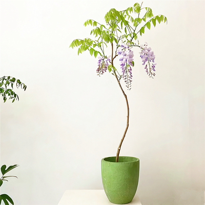 紫藤花苗爬藤攀援花卉耐寒风景树