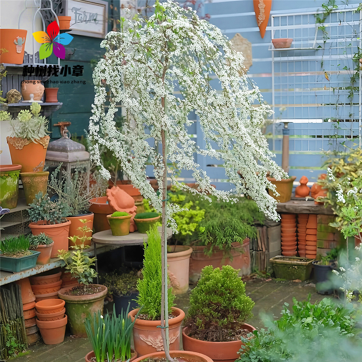 雪柳花树苗庭院耐寒绿化风景花树