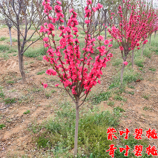 紫叶碧桃树苗桃树小苗庭院园林耐寒绿化彩叶风景大树红花碧桃树苗