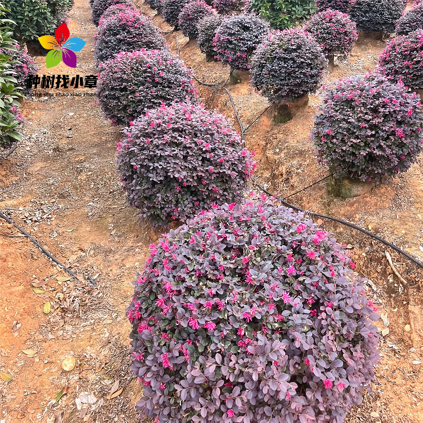 红花继木球庭院四季常青风景树苗