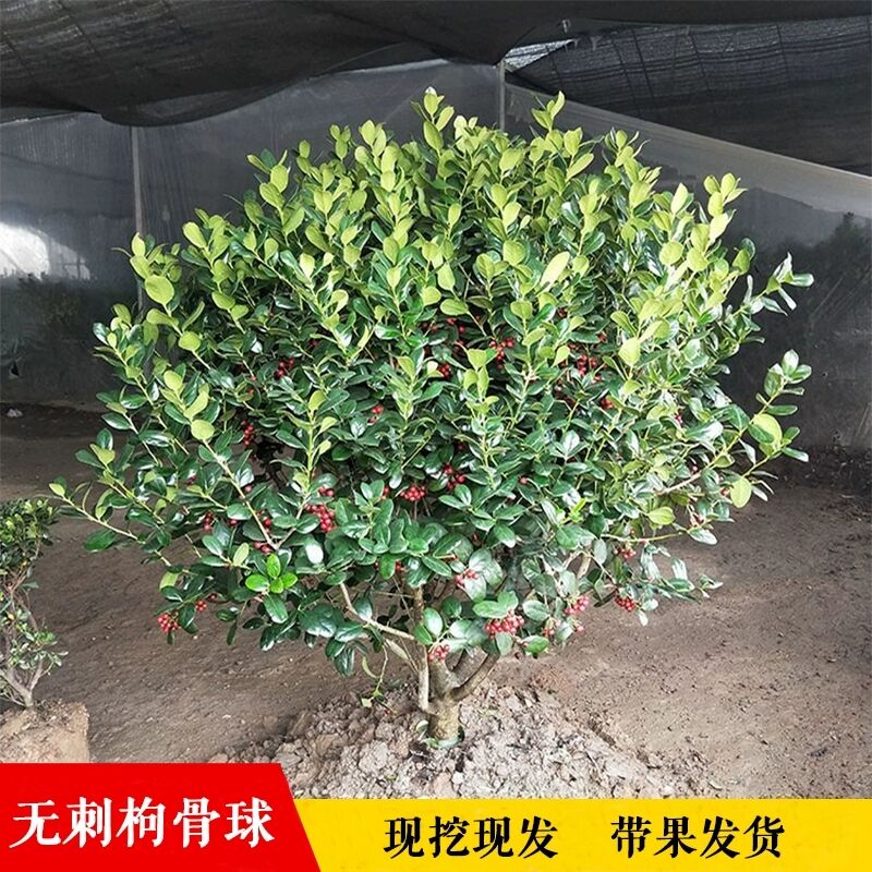 无刺枸骨球树苗鸿运果庭院大型耐寒四季常青绿化风景树冬青枸骨苗