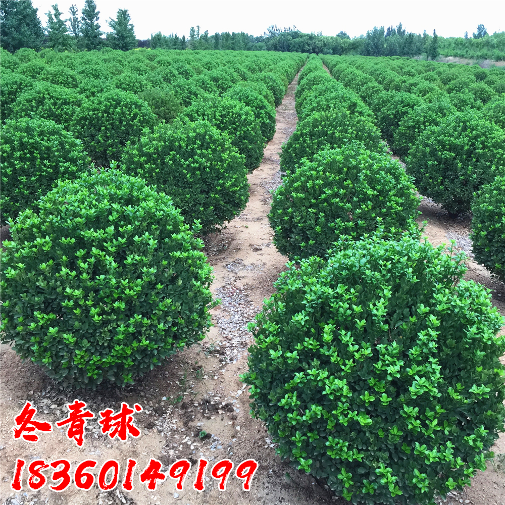 大叶冬青球小叶黄杨球四季常青冬青球型庭院围墙篱笆树绿化苗木球