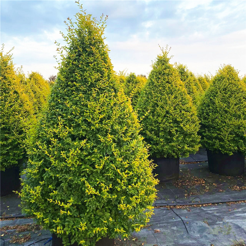 亮晶女贞棒棒糖树苗庭院耐寒四季常青风景树花镜宝塔造型女贞多球