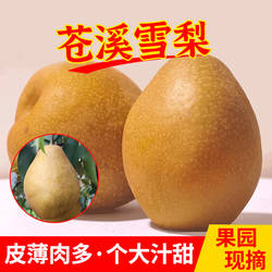 苍溪雪梨施家梨香甜可口苍溪雪梨之乡地道苍溪味一整箱